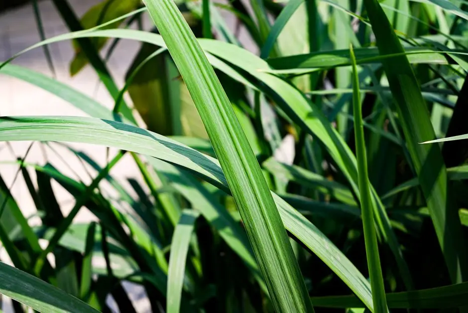 Greens & Outdoors at M3M TRUMP TOWER NOIDA (M3M THE CULLINAN PHASE II), Sector 94, Noida