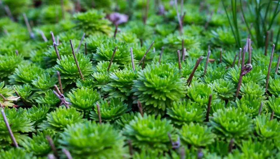 Greens & Outdoors at M3M THAILAND, Bangkok
