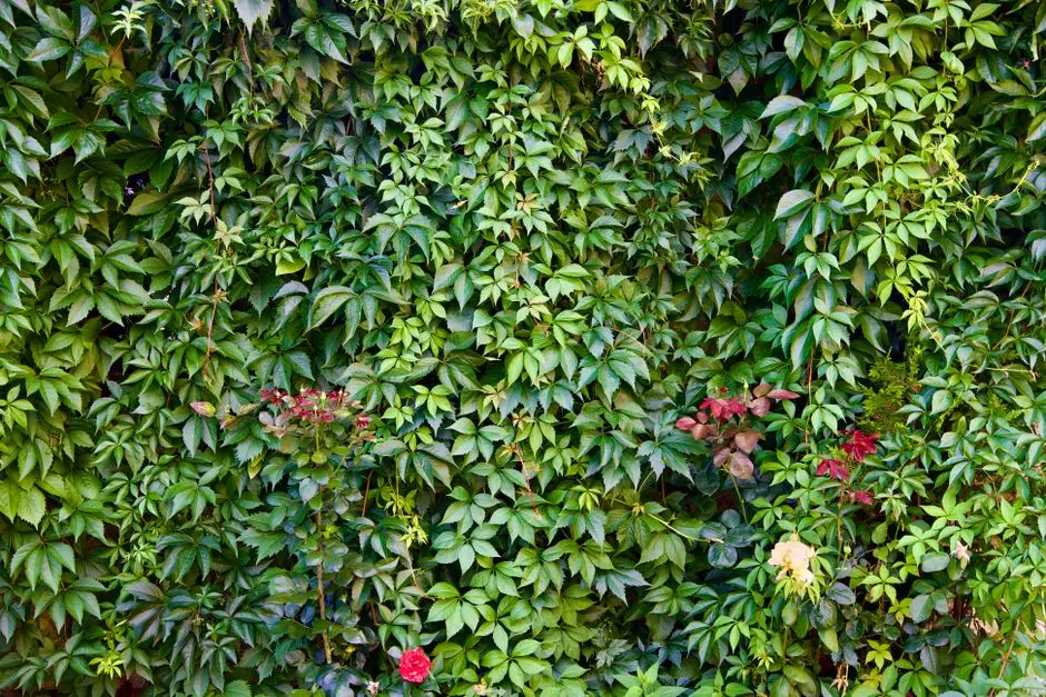 Greens & Outdoors at M3M PINK CITY RESIDENCES, Jagatpura, Jaipur