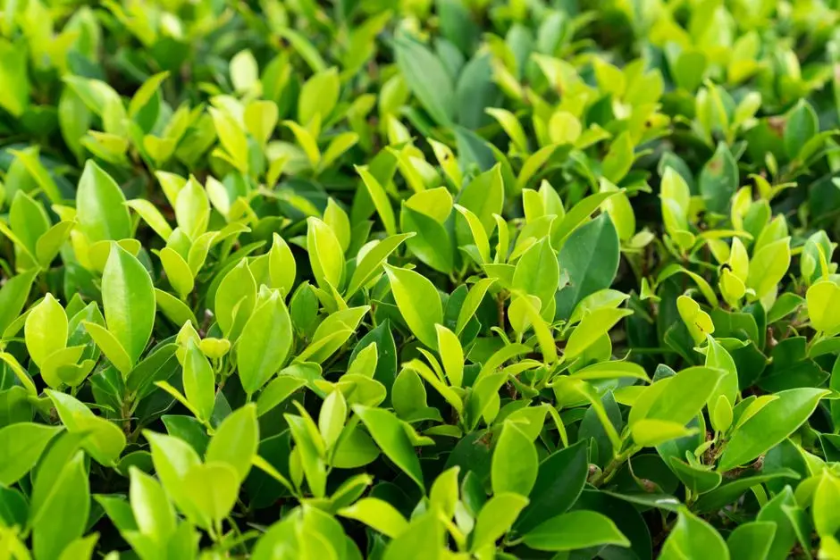 Greens & Outdoors at M3M 114 MARKET, Sector 114, Gurgaon