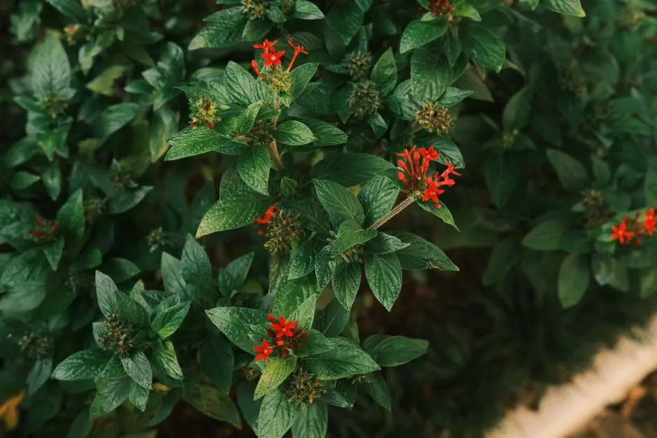 Greens & Outdoors at M3M FORESTIA SOUTH, Gurgaon