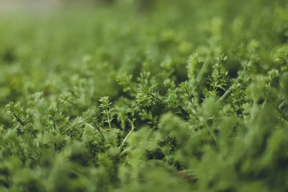Greens & Outdoors at M3M ANTALYA HILLS, Sector 79, Gurgaon