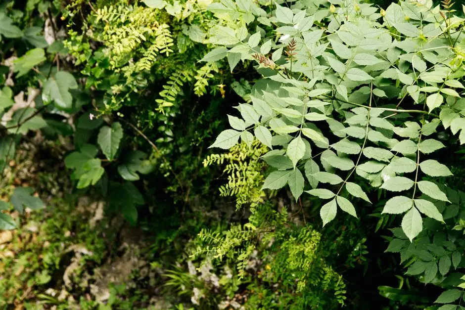 Greens & Outdoors at M3M BRABUS RESIDENCES, Sector 111, Gurgaon