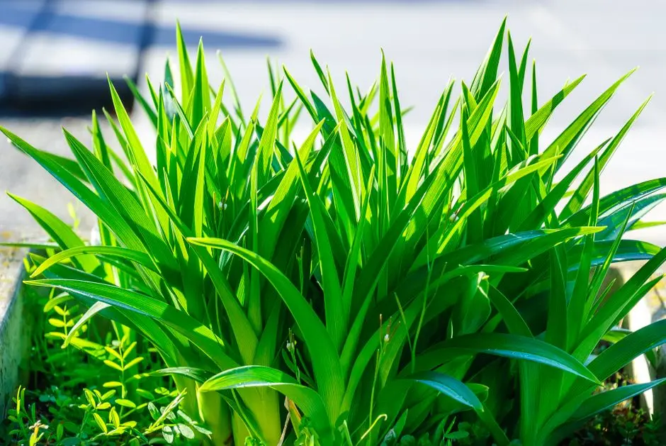 Greens & Outdoors at M3M COSMOS, Sector M9, GIC Manesar, Gurgaon