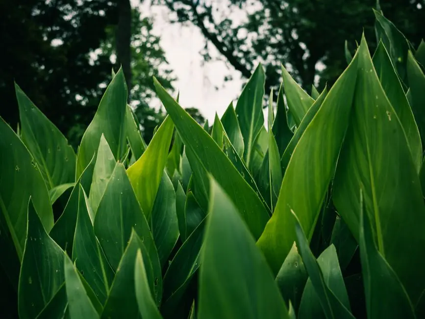 Greens & Outdoors at M3M STEFANO RICCI RESIDENCES, Sector 111, Gurgaon