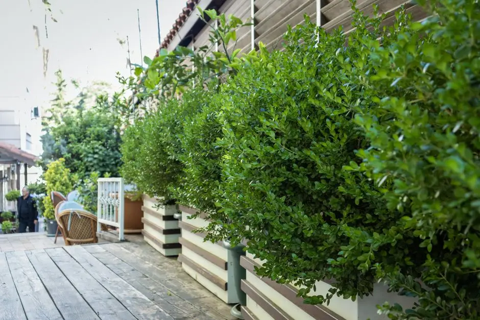 Greens & Outdoors at M3M SIERRA, Sector 68, Gurgaon