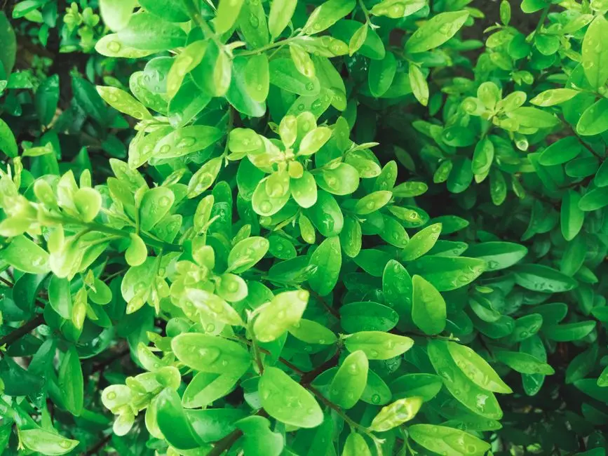 Greens & Outdoors at M3M SECTOR 62, Gurgaon