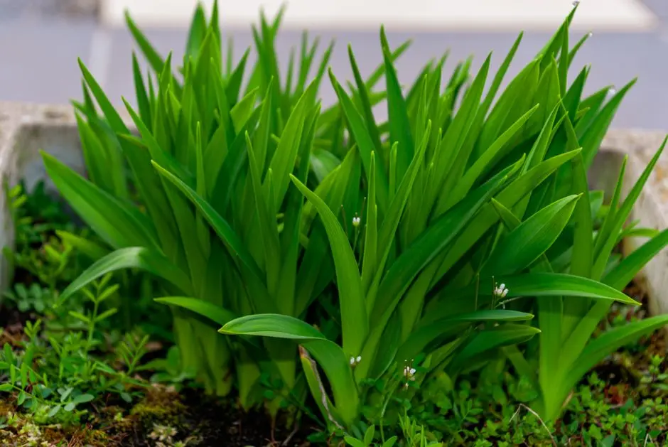 Greens & Outdoors at M3M MIRA VITA, New Gurugram, Gurgaon