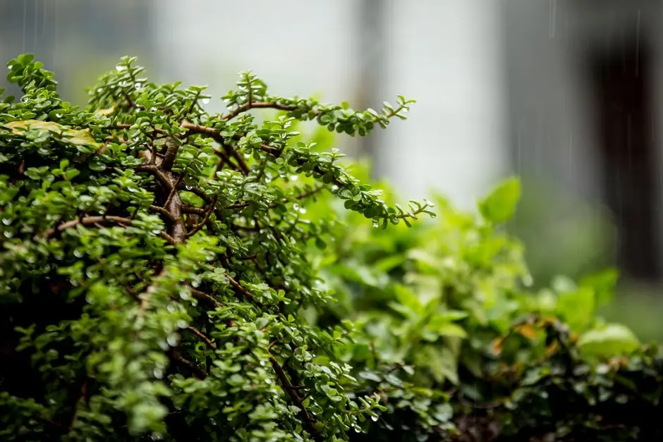 Greens & Outdoors at M3M IKONIC, Sector 68, Gurgaon
