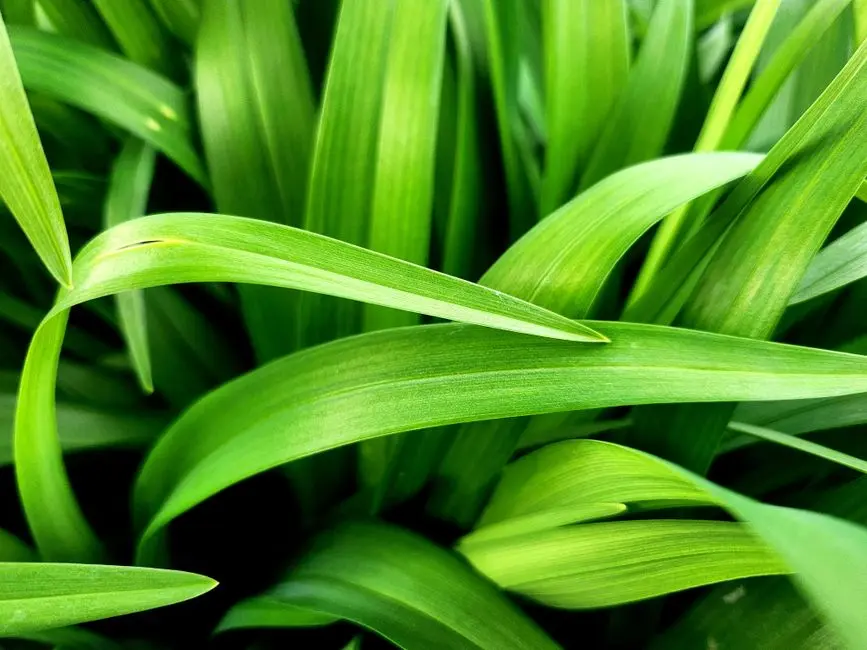 Greens & Outdoors at M3M JACOB & CO RESIDENCES, Sector 97, Noida