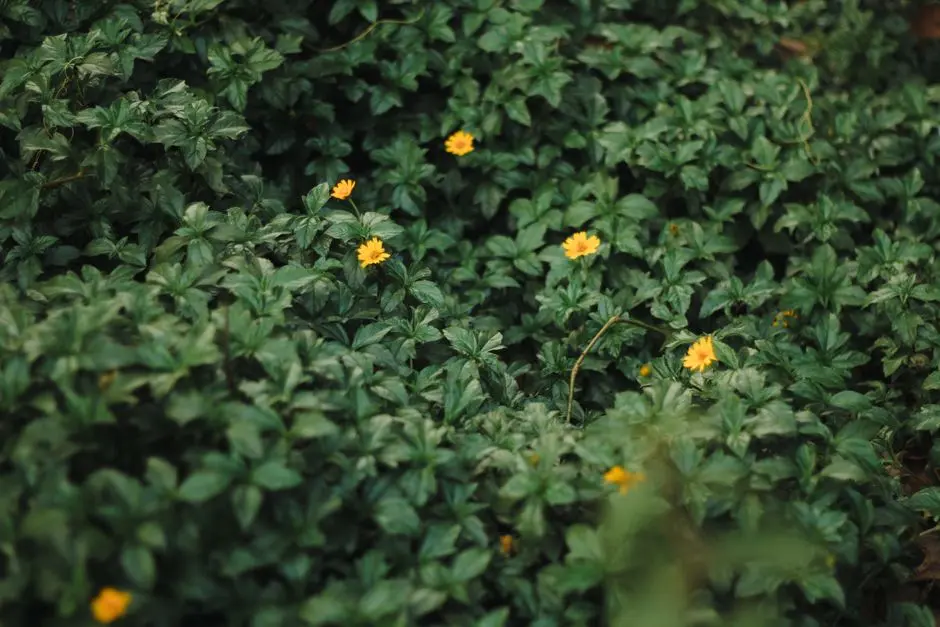 Greens & Outdoors at M3M GURGAON INTERNATIONAL CITY (GIC MANESAR), Sector 9, Manesar, Gurgaon